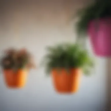 Close-up of vibrant plants thriving in large plastic hanging planters